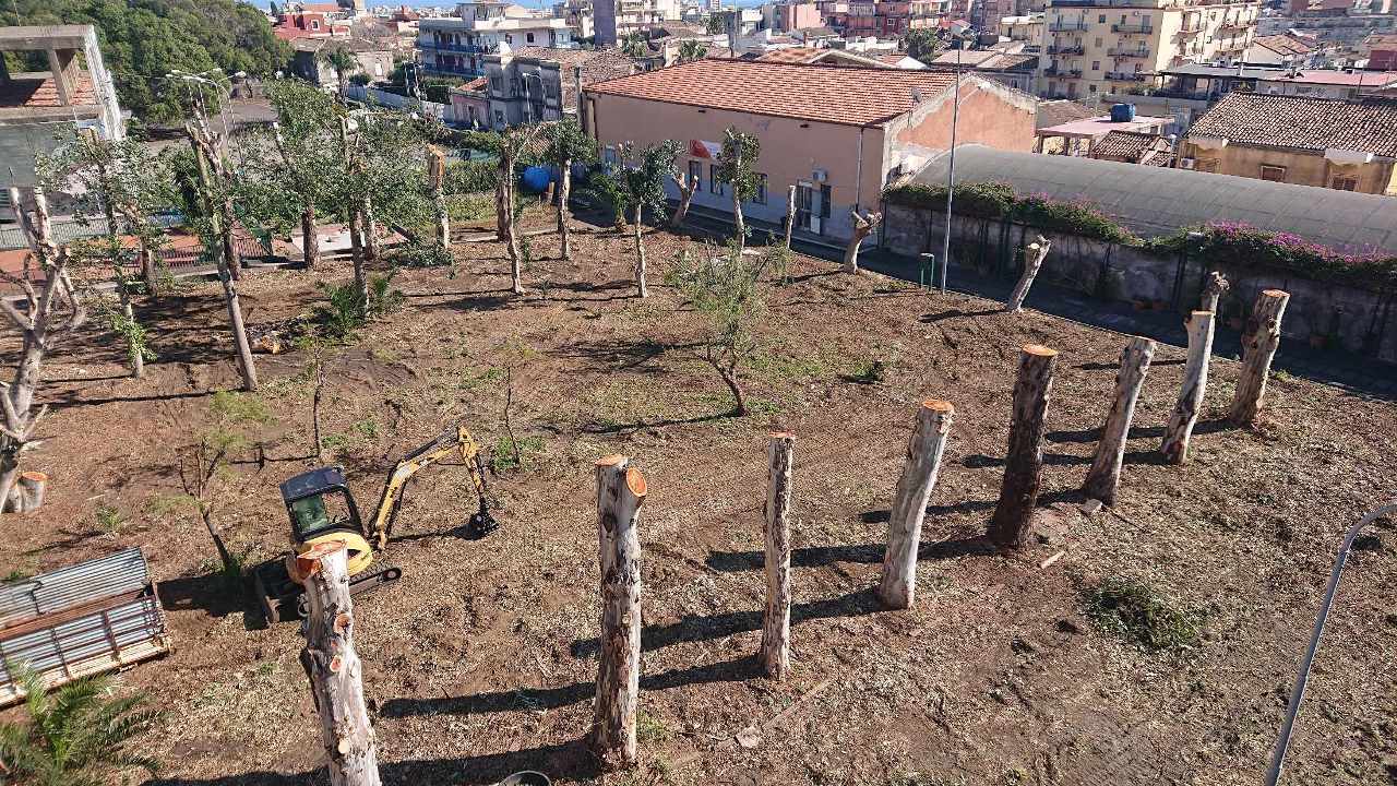 Potatura Alberi Alto Fusto Catania Tomarchio Scavi